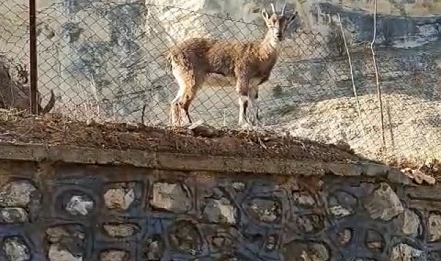 Vatandaşın dağ keçileriyle diyaloğu gülümsetti