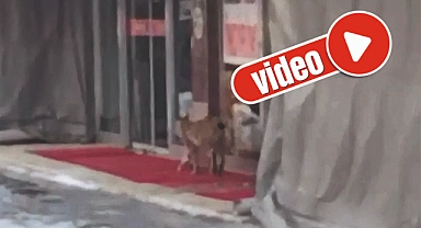 Bu kez şehir merkezinde görüldü