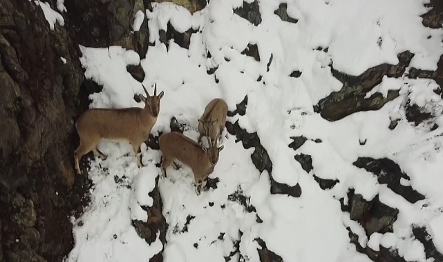 Kar yağışının etkili olduğu Erzincan'da dağ keçileri ve domuz sürüsü drone ile görüntülendi