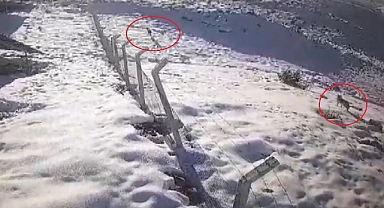 Aç kalan kurtlar yerleşim yerlerine indi