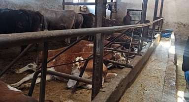 Elektrik kaçağı nedeniyle hayvanlar telef oldu