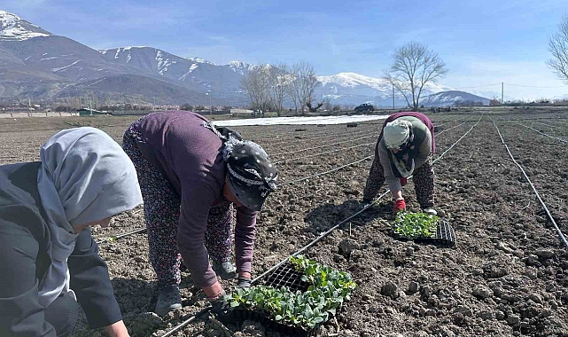 Erzincan'ın yerli ürününde ilk fideler toprakla buluştu