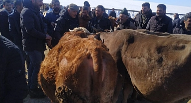 Hayvan pazarında hareketlilik başladı