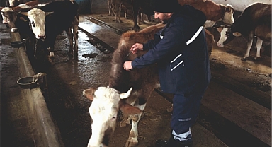 Köylerde aşılama çalışması yapılıyor