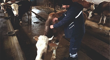Köylerde aşılama çalışması yapılıyor