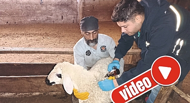 Aşı ve küpe çalışması tüm hızıyla sürüyor