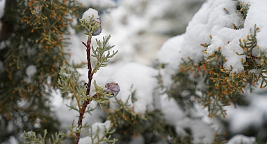 Bayburtlu çiftçilere zirai don uyarısı