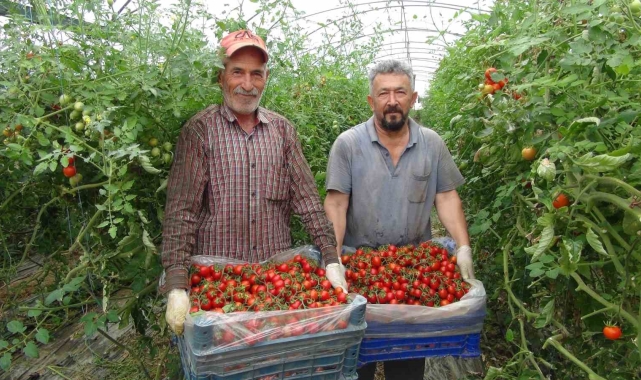 Örtü altı domateste hasatta sona yaklaşıldı
