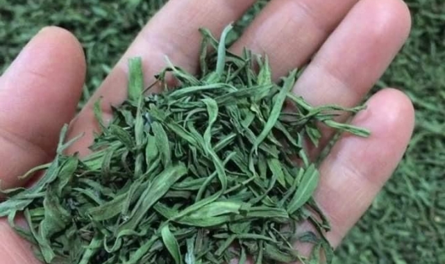 Bayburt'ta yüzde 70 devlet katkılı 'Tarhun' fidesi dağıtılacak