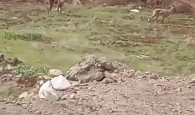 Elazığ'da dağ keçileri görüldü