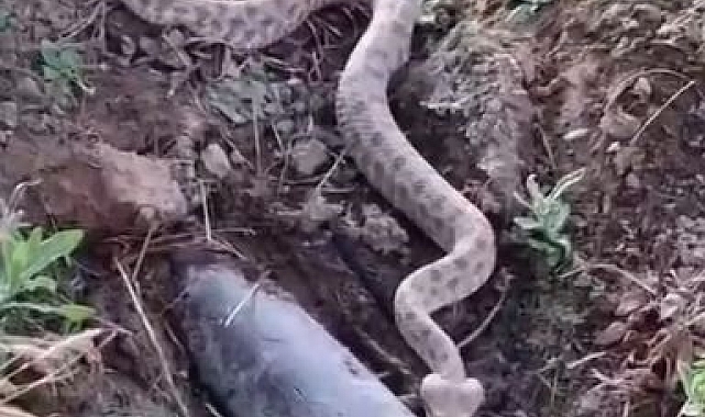 Elazığ'da koca engerek yılanı görüntülendi