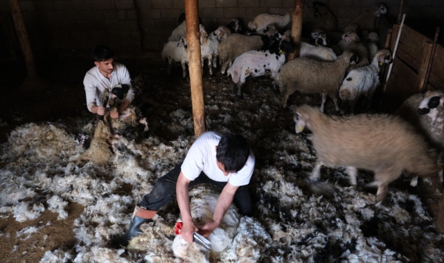 Erzincan'da kuzu kırkım sezonu başladı