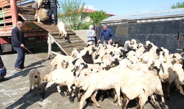 Erzincan'da yayla göçü başladı: Şavaklı üreticiler emek yolculuğunda