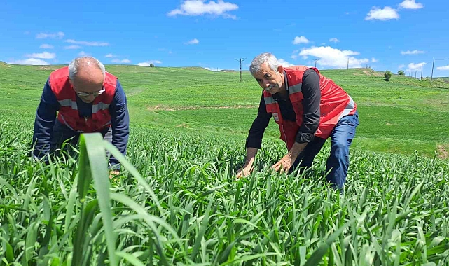 İl Tarım ve Orman Müdürlüğü uyardı: 'Hububatta pas hastalığına dikkat'