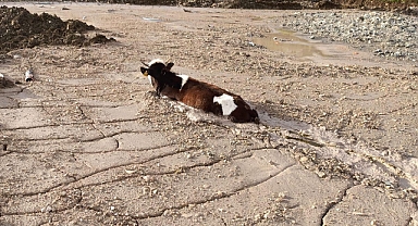 Kurbanlık düve, beton yığınına saplandı!