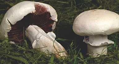 Mantar zamanı geldi!