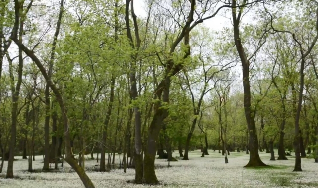 Samsun Kızılırmak Deltası: Karadeniz'in sessiz cenneti