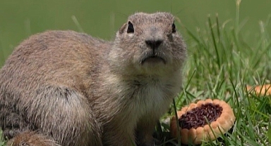 Yer sincabı bisküvi yerken görüntülendi
