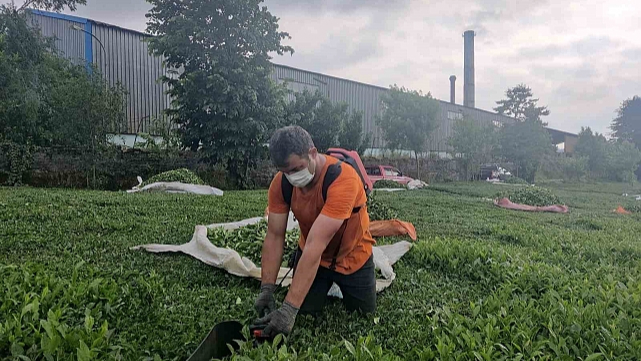 Çay fabrikasının bacasından çıkan kömür tozları çay bahçelerine yağıyor