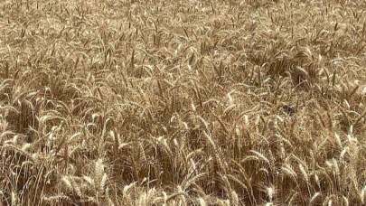 Makarnalık buğdayın tonu 2 bin 760 lira arttı