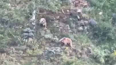 Gümüşhane’de köye inen ayılar böyle görüntülendi