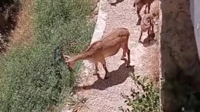 Elazığ’da anne ve yavru dağ keçileri yiyecek ararken görüntülendi