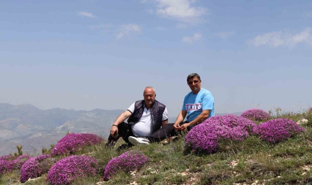 Akdağ'ın zirvesinde fuşya renkli görsel şölen