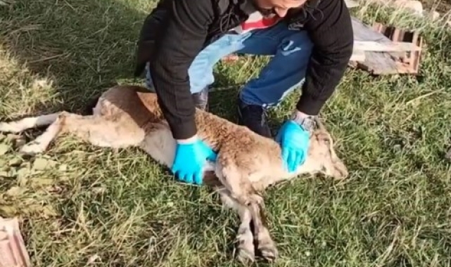 Gümüşhane'de baygın bulunan yaban keçisi kalp masajıyla hayata döndürüldü