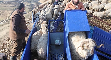 Koyunlar için yıkanma zamanı