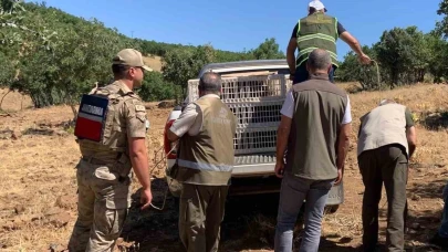 Elazığ’da kene ve zararlı böceklerle biyolojik mücadele çerçevesinde doğaya keklik salımı gerçekleşti