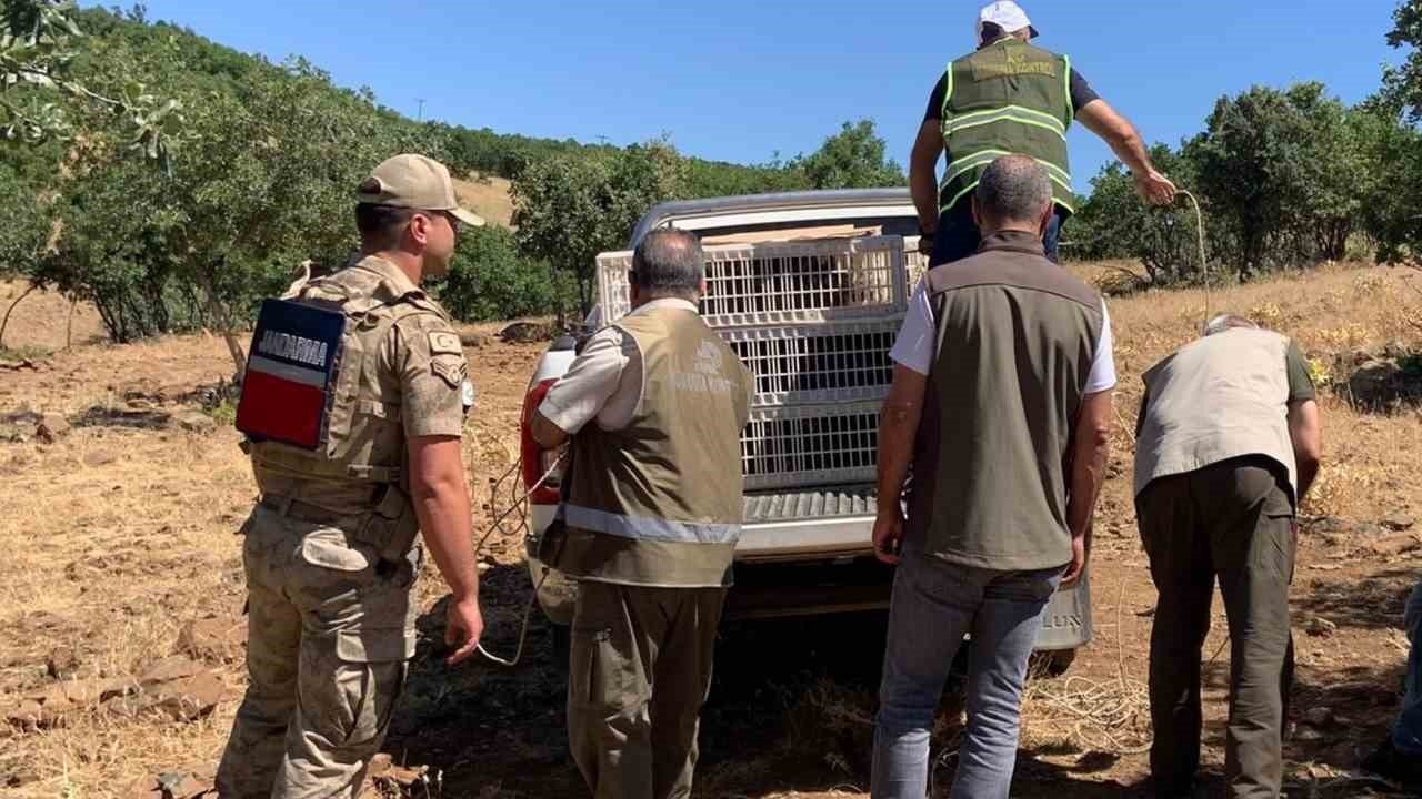 Elazığ’da kene ve zararlı böceklerle biyolojik mücadele çerçevesinde doğaya keklik salımı gerçekleşti