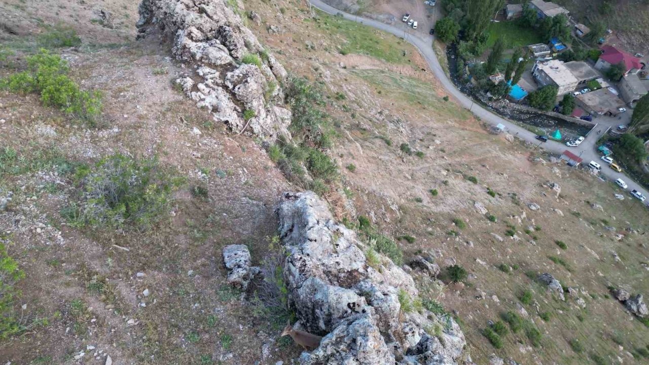 Dağ keçileri köye indi