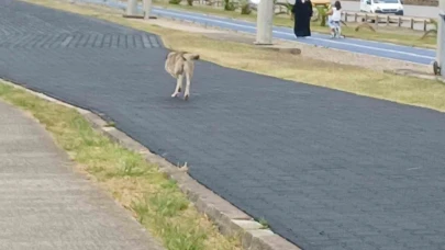 Üç ayaklı köpek yaşama tutundu
