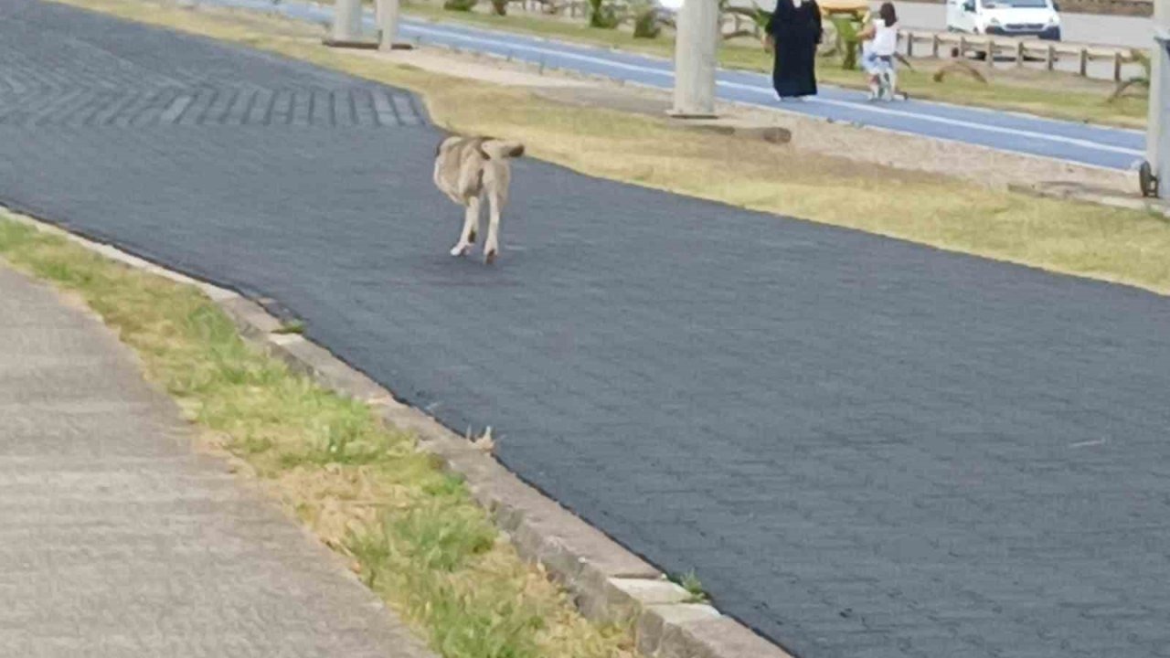 Üç ayaklı köpek yaşama tutundu