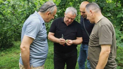 Trabzon’da 2025 fndık rekoltesi için çotanak sayımı başladı