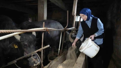 Ticari süt işletmelerince 999 bin 348 ton inek sütü toplandı