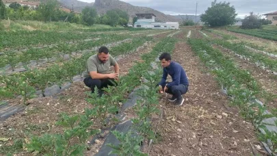 Kemah’ta modern yöntemlerle sebzecilik yapılıyor