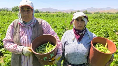 Hasadı başlayan fasulyenin kilogramı 15-20 TL’den satılıyor