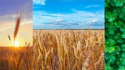 O destek için son gün 31 Temmuz!