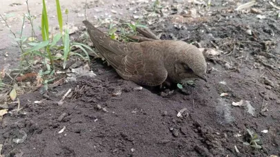 Bitkin halde bulduğu ebabil kuşunu besleyip, doğa koruma ekiplerine teslim etti