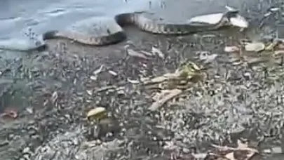 Elazığ’da yılanın balık avı kamerada