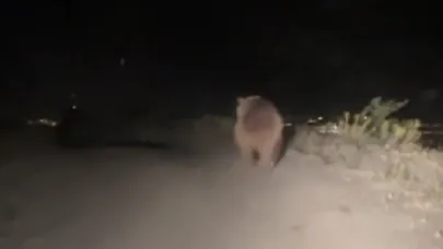 Erzincan’da boz ayı yola indi