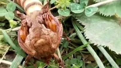 Yaylada ilk kez gördüğü böceğin türünü öğrenmek için sosyal medyada paylaştı
