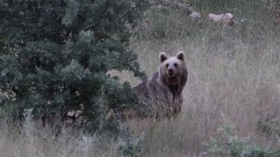 Bayburt yaylalarından ayı görüntüleri