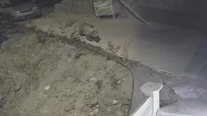 Gümüşhane’de ayı, kedilere bırakılan mama kabına dadandı