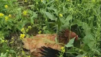 Anne tavuk, yavruları için kalkan oldu...