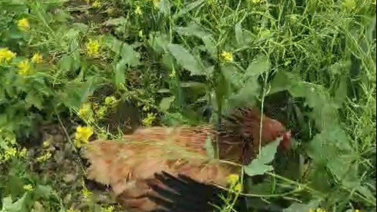 Anne tavuk, yavruları için kalkan oldu...