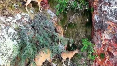 Torul Kalesi’nin kayalıklarında yaban keçileri görüntülendi
