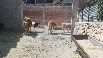Kuraklık hayvancılığı vurdu