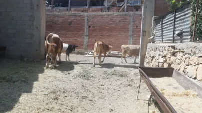 Kuraklık hayvancılığı vurdu